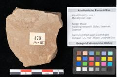 Foto (Objekt + Etikett) von Myrica lignitum Unger (NHMW-GEO-2024-0188-0479)